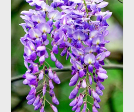 Wisteria sinensis Prematura