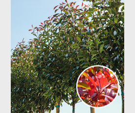 Bol Photinia