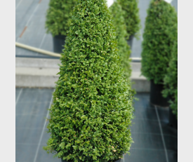 Buxus piramide