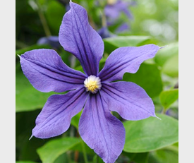 Clematis Alpina 