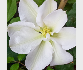 Clematis Madame Le Coultre