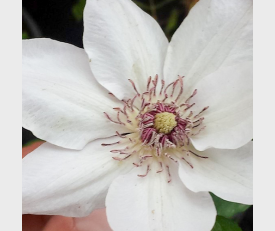 Clematis Miss Bateman