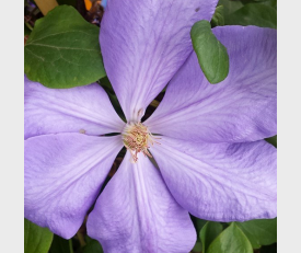 Clematis Mrs. Cholmondeley