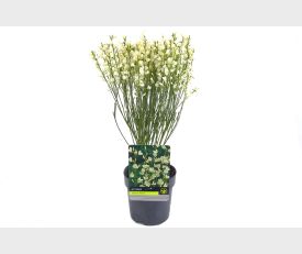 Cytisus ‘Albus’ - Brem