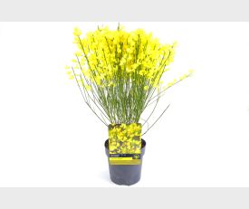 Cytisus ‘Allgold’ - Brem