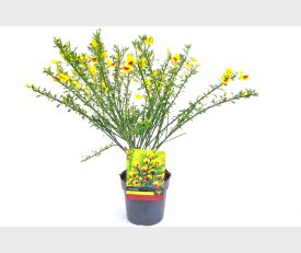 Cytisus ‘Firefly’ Brem