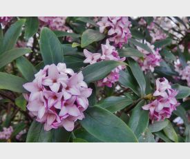 Daphne ‘Pink Fragrance’ - Peperboompje