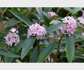 Daphne ‘Spring Beauty’ - Nepalese Papierstruik