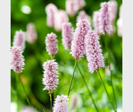 Persicaria bistorta Superba