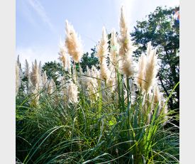 dwergpampasgras, mini cortaderia selloana