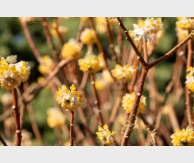 Edgeworthia ‘Grandiflora’ - Papierstruik