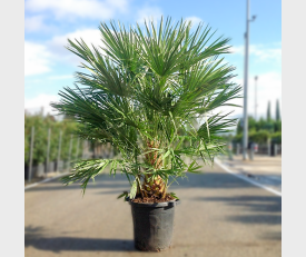 Europese Dwergpalm 125-150cm