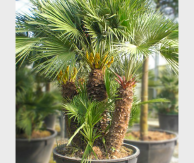 Europese Dwergpalm Meerstammig