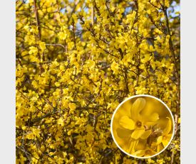 Forsythia