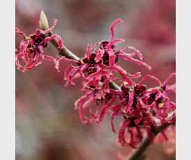 Hamamelis vernalis Amethyst