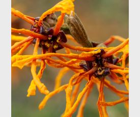 Hamamelis Aphrodite