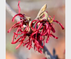 Hamamelis Diane