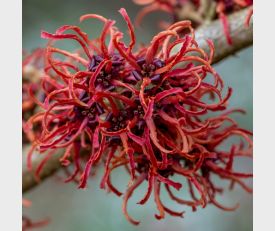 Hamamelis Rubin