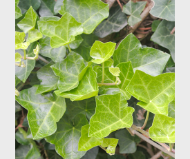 Hedera hibernica