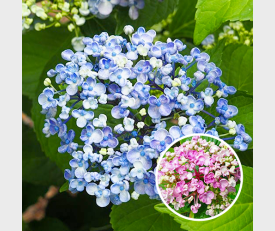 Hydrangea macrophylla Ayesha