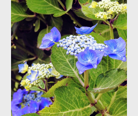 Hydrangea Mariesii Perfecta