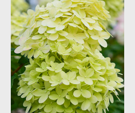 Hydrangea paniculata Limelight op stam