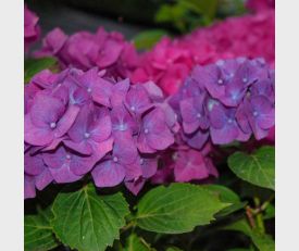 Hydrangea macrophylla Renate Steiniger