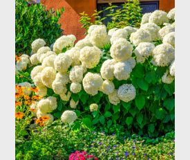 Hydrangea Annabelle