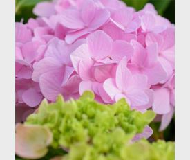 Hydrangea macrophylla Bouquet Rose