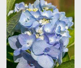 Hydrangea macrophylla Bodensee