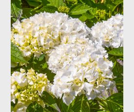 Hydrangea macrophylla Madame Emile Mouillere