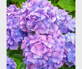 Hydrangea macrophylla Nikko Blue