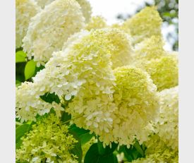 Hydrangea paniculata Limelight