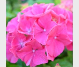 Hydrangea serrata Preziosa