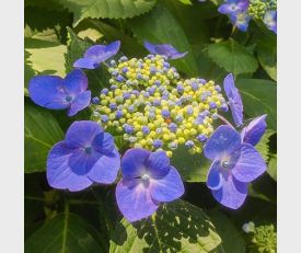 Hortensia Blue Sky