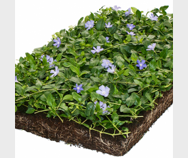 Vinca minor matten