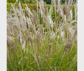 Miscanthus sinensis Kleine Silberspinne