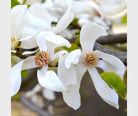 Lei Magnolia