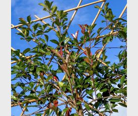 Rek Leiphotinia groenblijvende leiboom