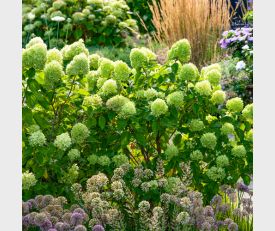 Hydrangea paniculata Little Lime