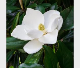 Magnolia grandiflora Gallisoniensis