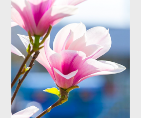 Magnolia soulangeana bloei close up.