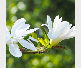 Magnolia stellata