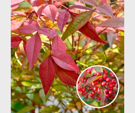 Nandina Domestica