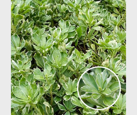 Pachysandra terminalis Variegata 