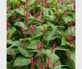 Persicaria Blackfield