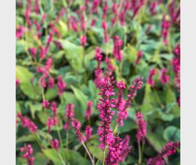 Persicaria Speciosa