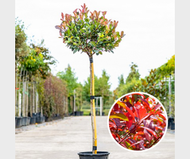 Photinia frasering Little Red Robin