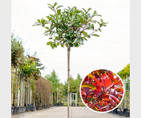 Photinia fraseri Red Robin halfstam