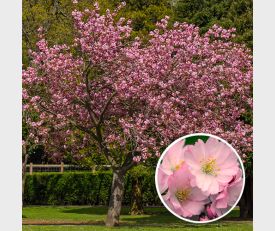 Prunus Accolade bloesem